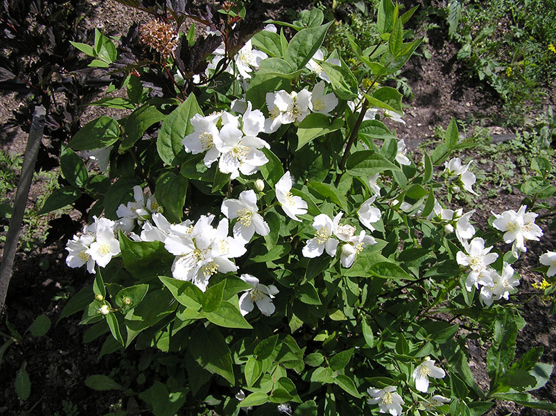 DAME BLANCHE