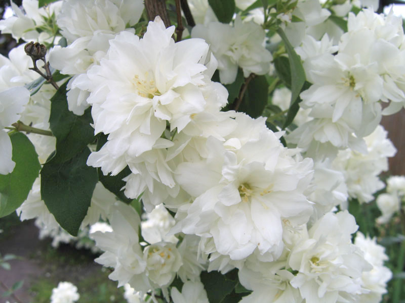 BOUQUET BLANC