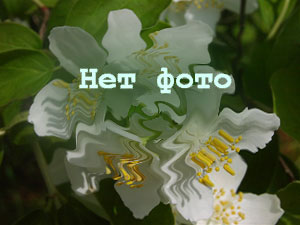 ЭФИРОНОС