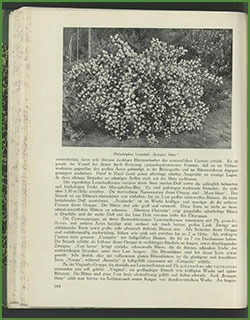 Edeljasmine, Karl Heydenreich
