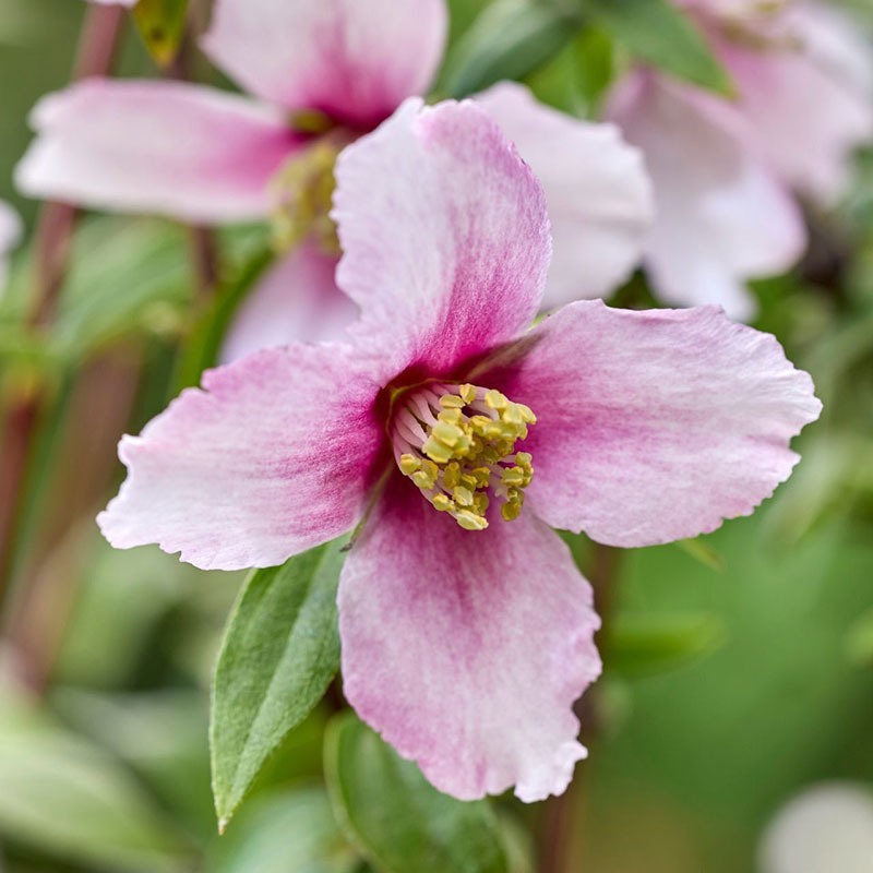 ‘Petite Perfume Pink’ — розовый чубушник